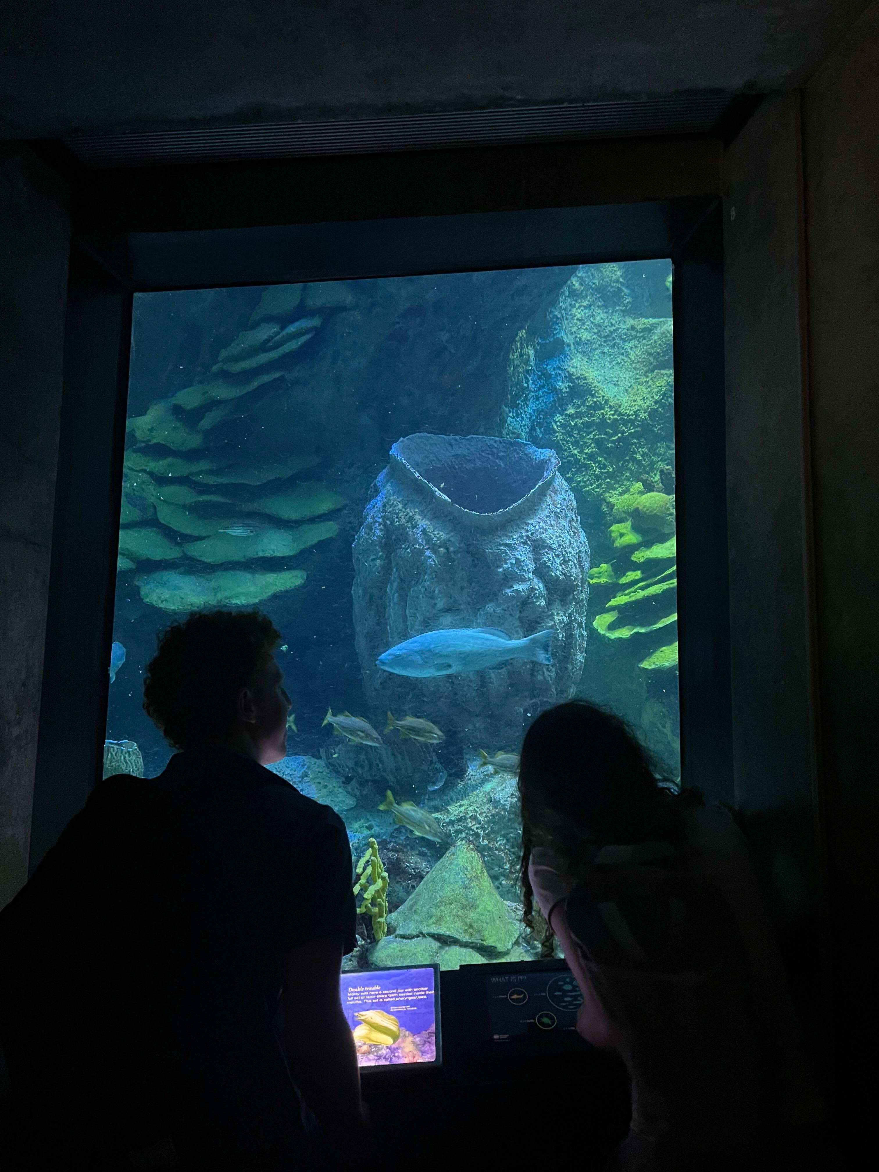 Andy and Libby, shadowed in the foreground, watch the marine life swim by in the aquarium’s large, central tank.