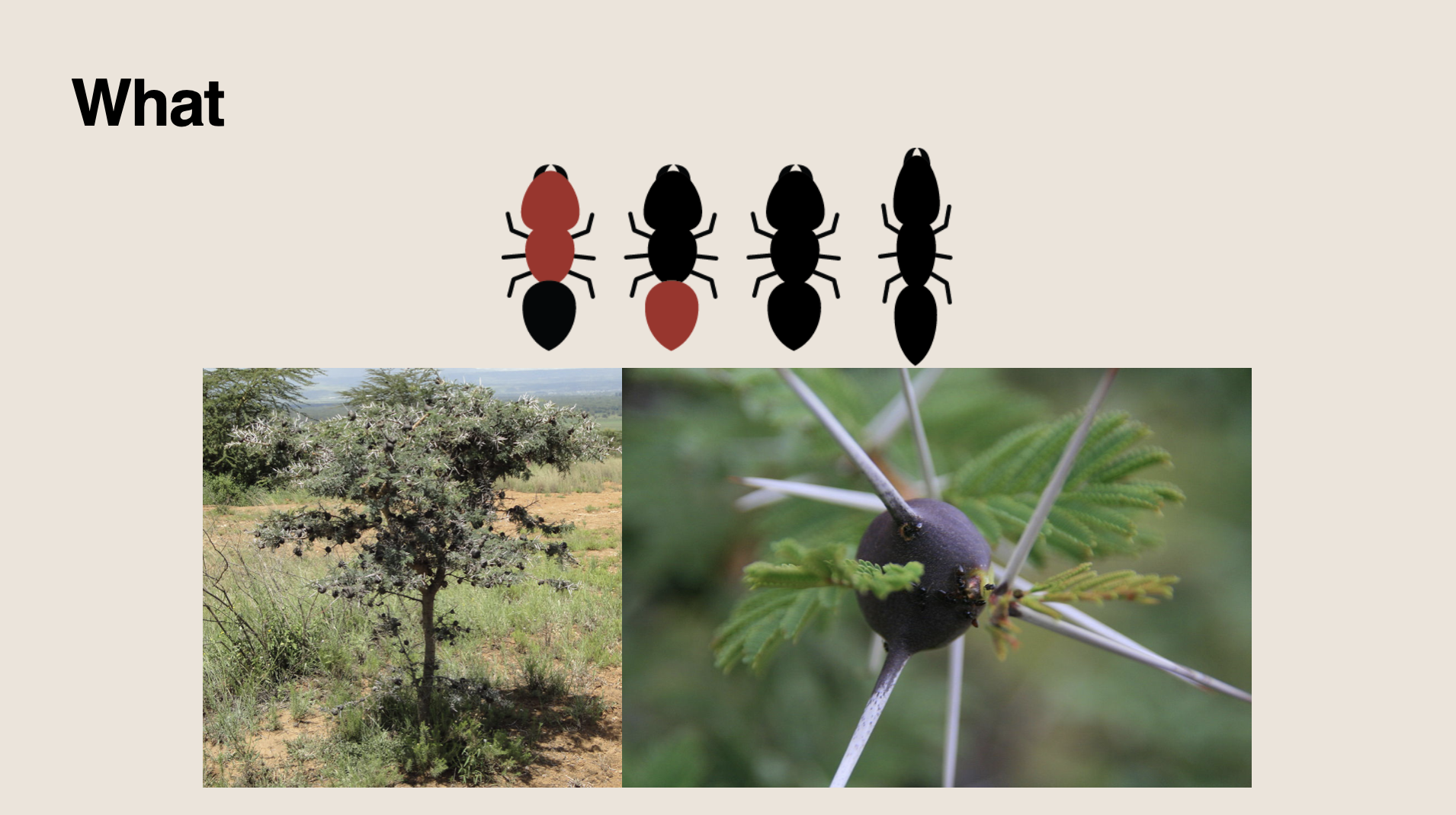  A minimalist presentation slide with four graphics of ants, two pictures of whistling thorn acacia trees, and text that reads, “What.”